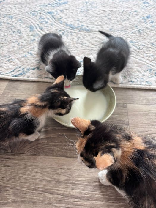 Отдам котят в добрые руки