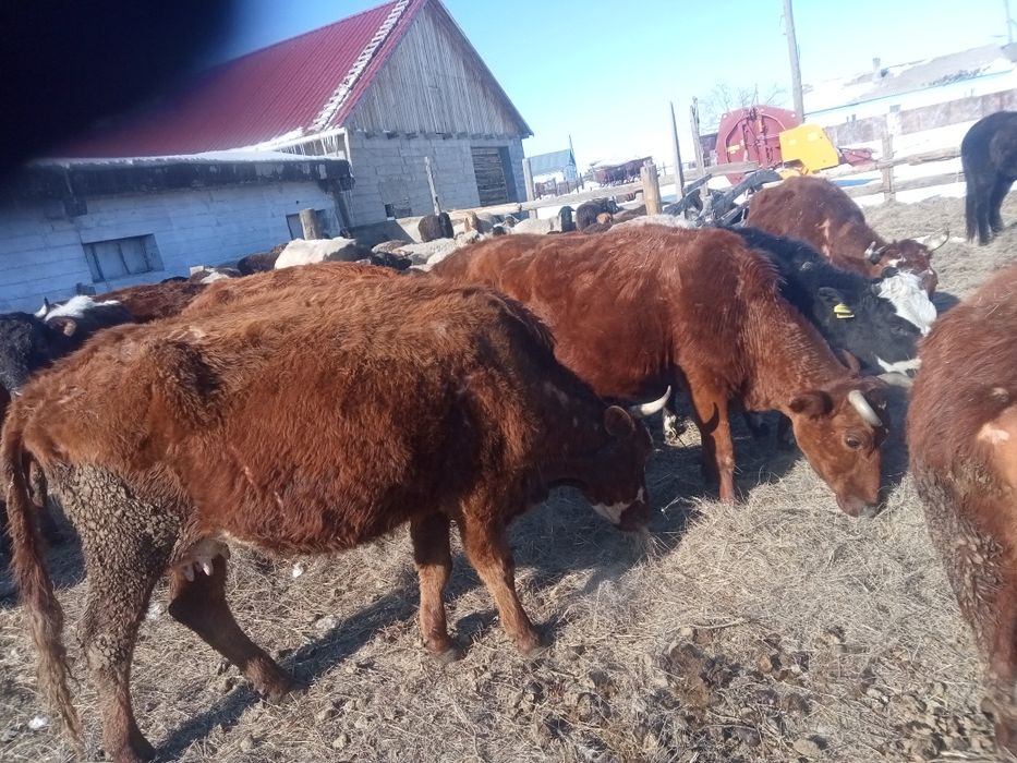 Продам    корову