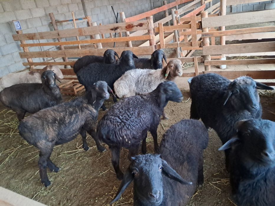 Қозы баран ягнят