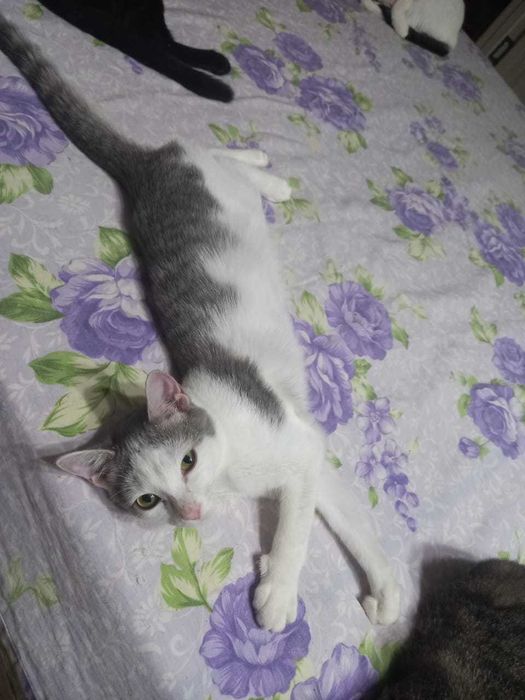 Отдам котенка девочка