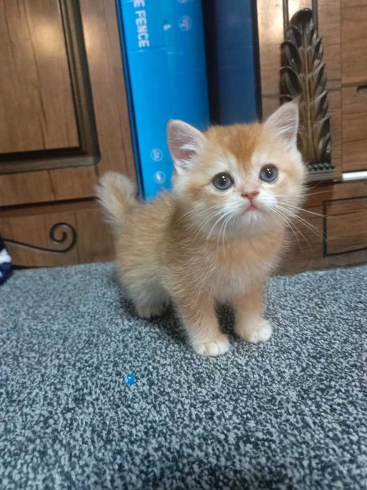 Britanskiy shinshila