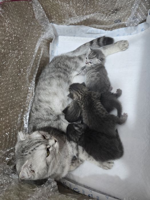 Продам котят 25000