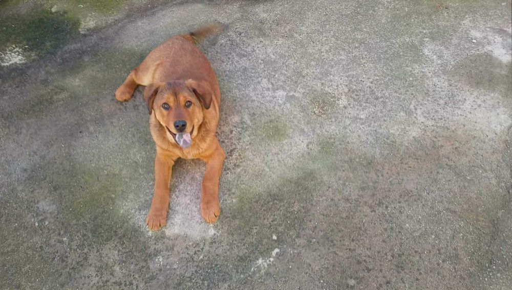 Подарява се кученце на шест месеца