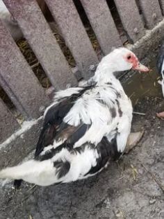 Vând doua 2 rațe leșesti