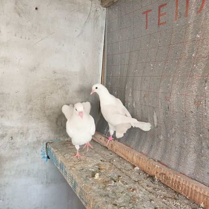 Широкохвостые белый