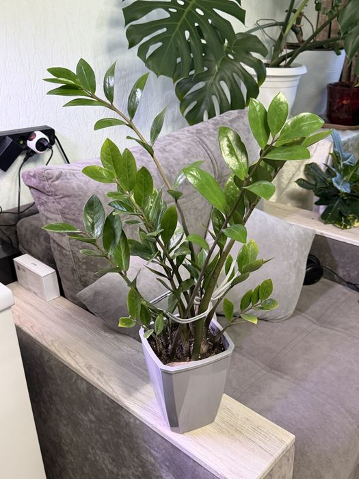 Продам комнатные растения