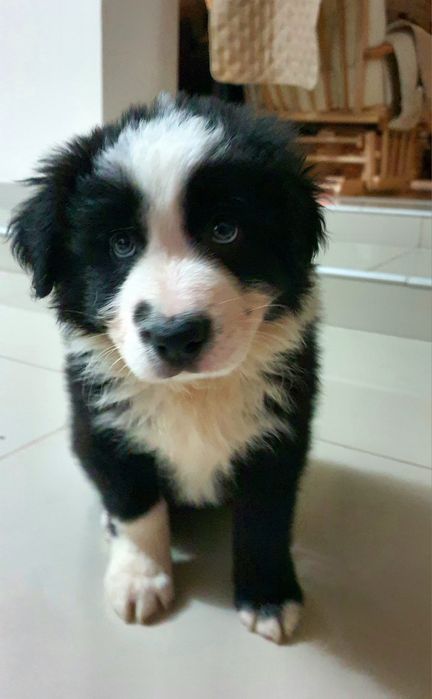Pui border collie