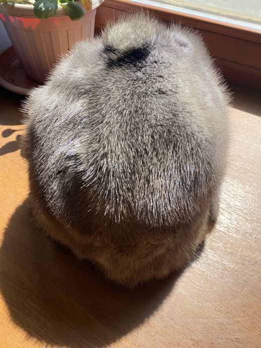 Продается норка