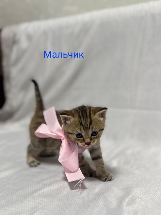 Продам  Шотландских котят идёт бронь