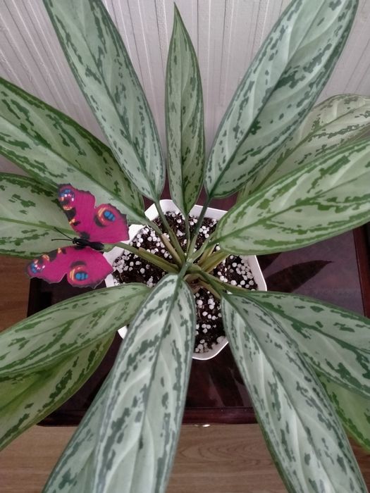 Продам аглаонему