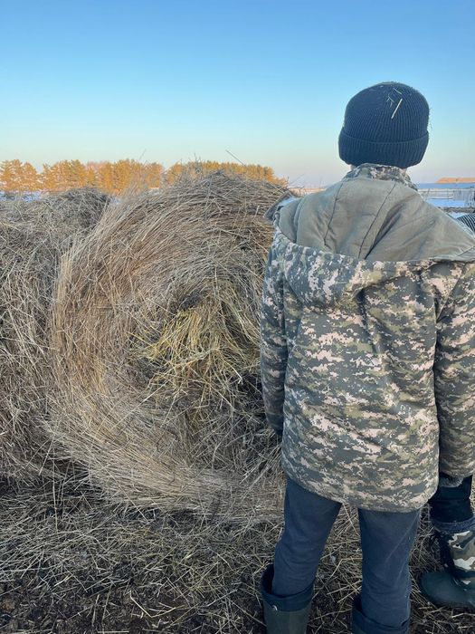 Сено.450 с.Каратал