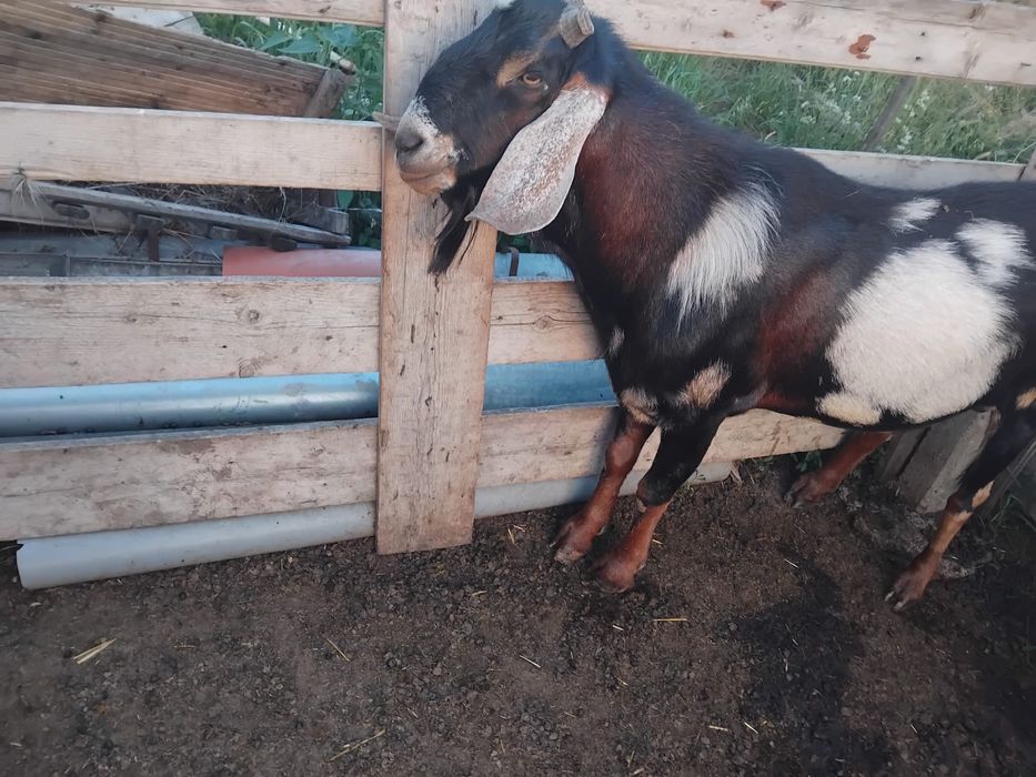 Tapi de anul trecut2200 bucata