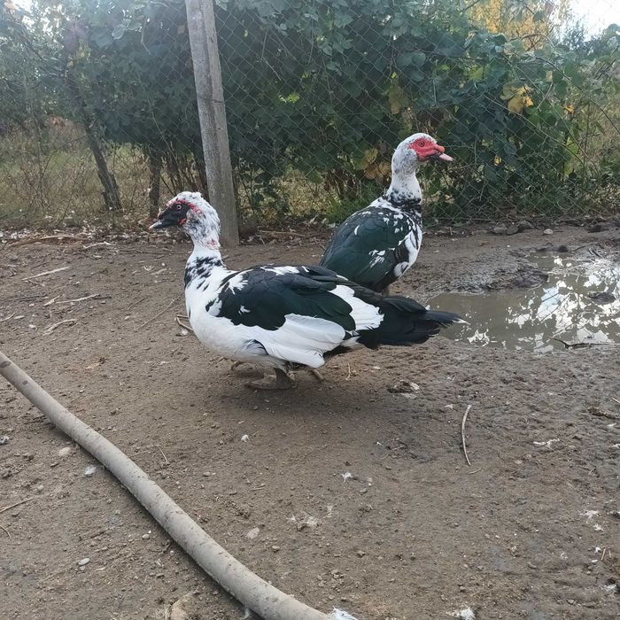 Rate si ratoi lesesti de vanzare