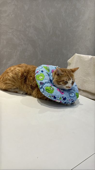 Зоомагазин Лежаки Домики Воротники Игрушки Кормы Лакомства