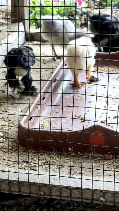 Продаются цыплята брама 15 шт из под клушки . Привитые и