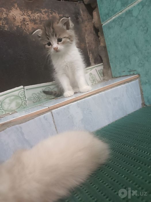 Котята бесплатно