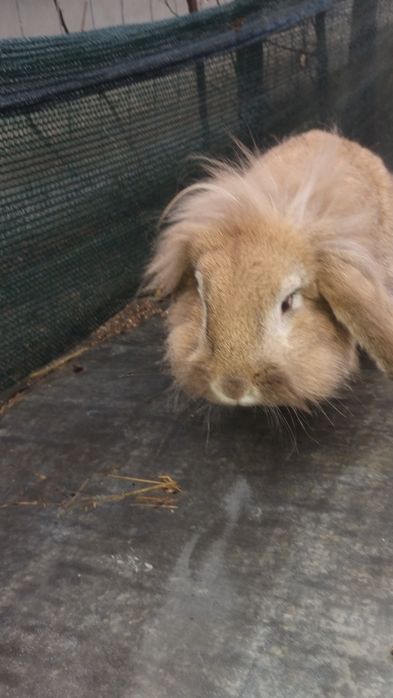 De vânzare mascul cap de leu