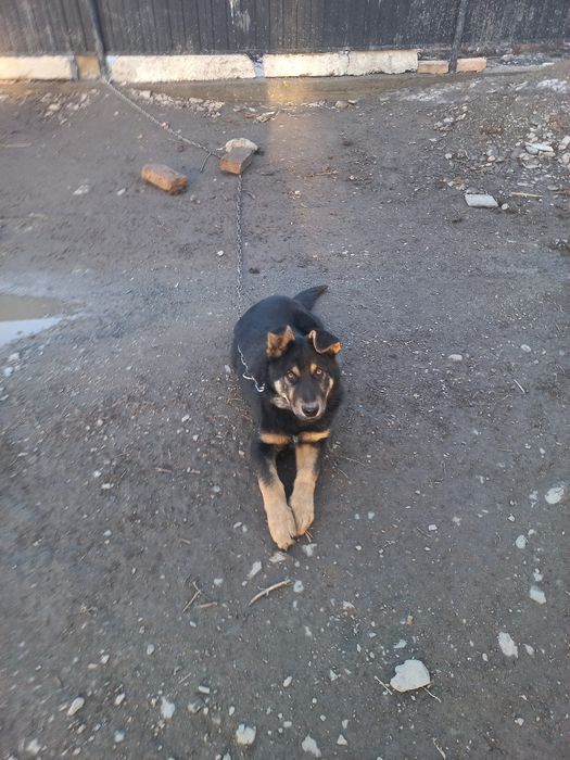 Немецкая овчарка