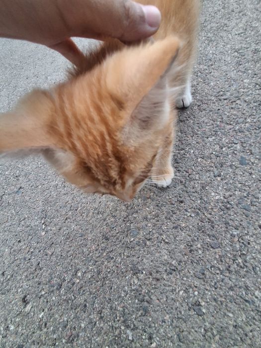 Маленькие милые котята