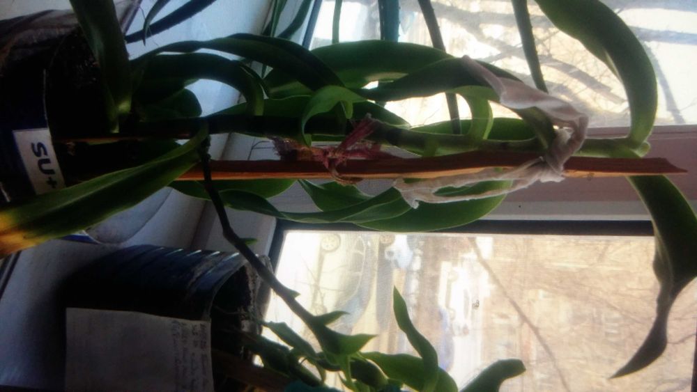 Цветок алое вера