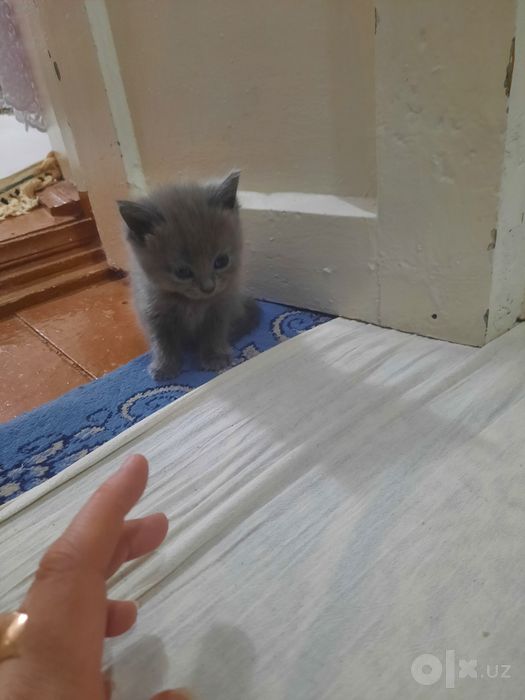 Продают катята  мальчик  девочка  1  месяц