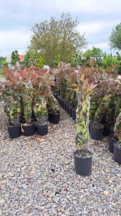 Selecție de Plante Premium – Verificare Video și Plantare pe Loc