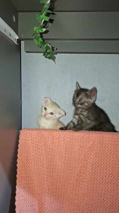 Отдам Котят в добрые руки