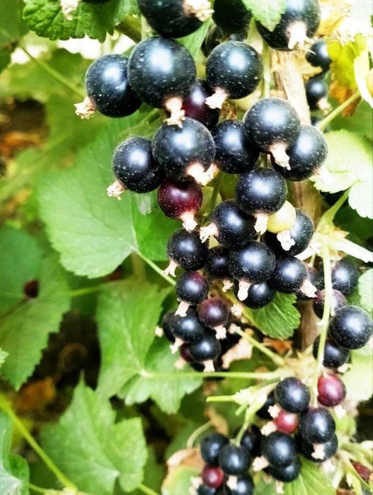 Россия Йоштаси  қора ва қизил смородина