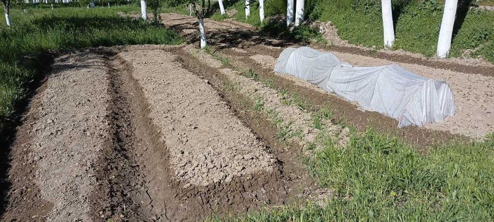 Barcha turdagi urug'va ko'chatlar mavjud. (Gul ko'chatlar pomidor)