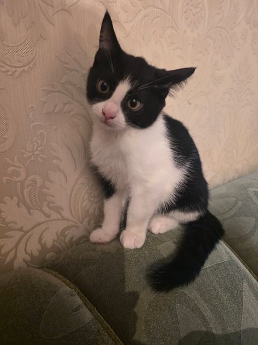 Отдадим котенка  в хорошие руки