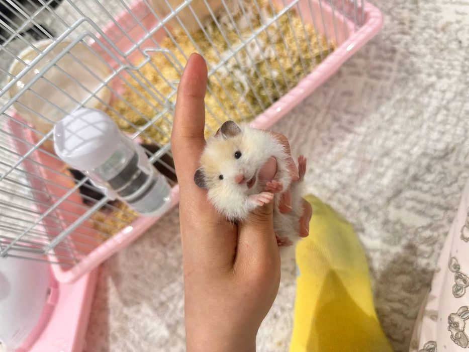 Продаются хомячки сирийские