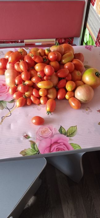 Помидоры домашние