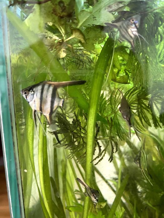 Scalari Angelfish Standard