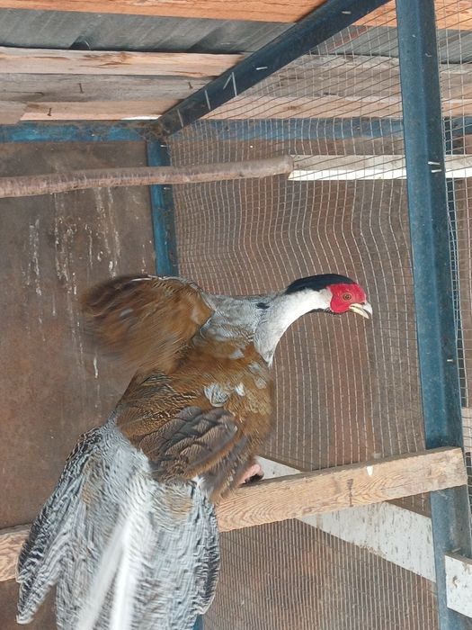 Продам самца серебро  фазан