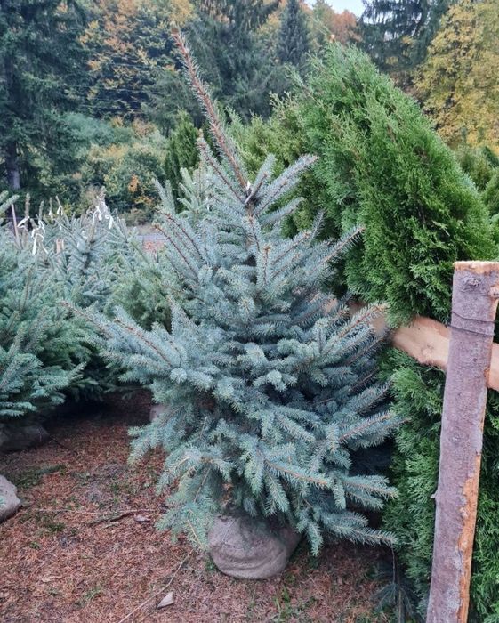 Brazi argintii/verzi opsi _ Brad verde argintiu/ Plante decorative