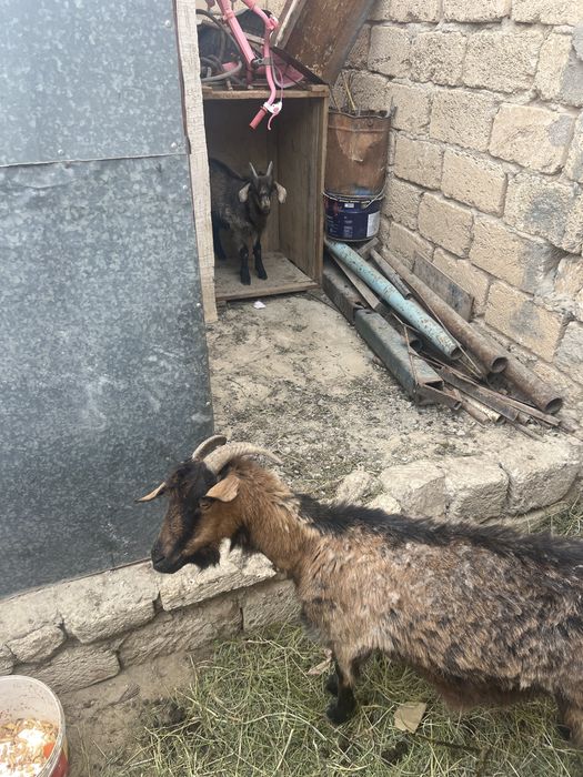 Ешкі лақпен бірге сатылады