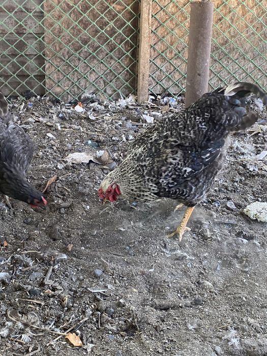 Қораз Әтеш Петух