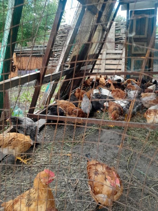 Продам домашних цыплят