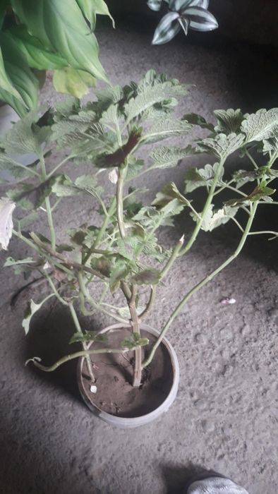 Продам домашнии цветы