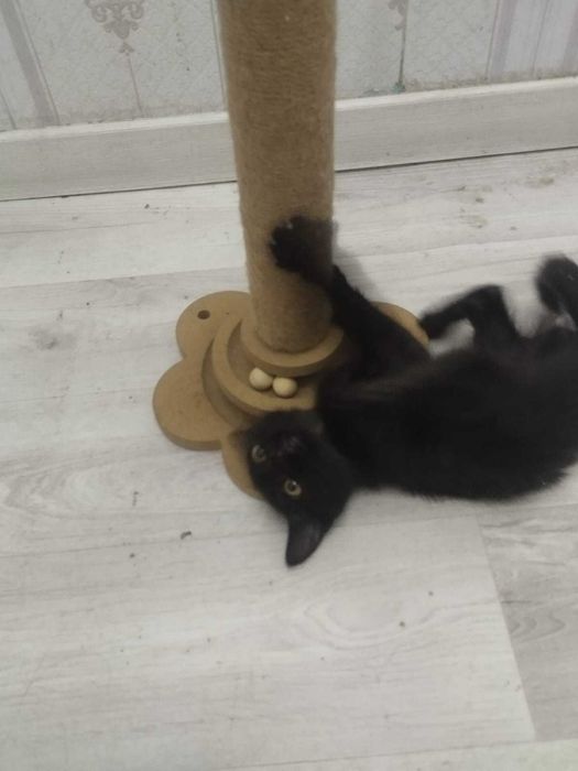Котенок (мальчик) ищет дом