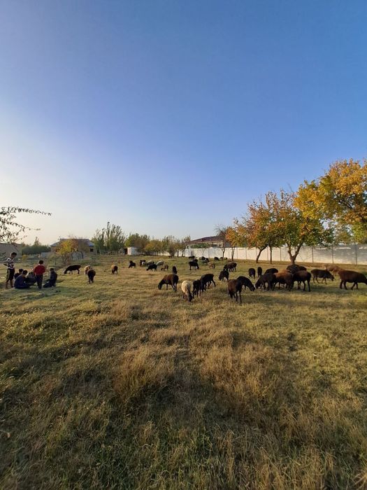 Йер майдони сотилади