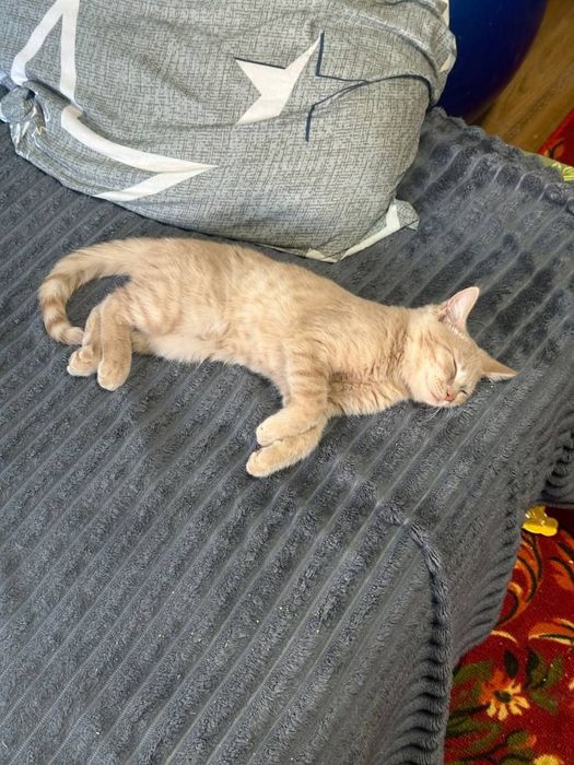 Отдам кота в добрые руки
