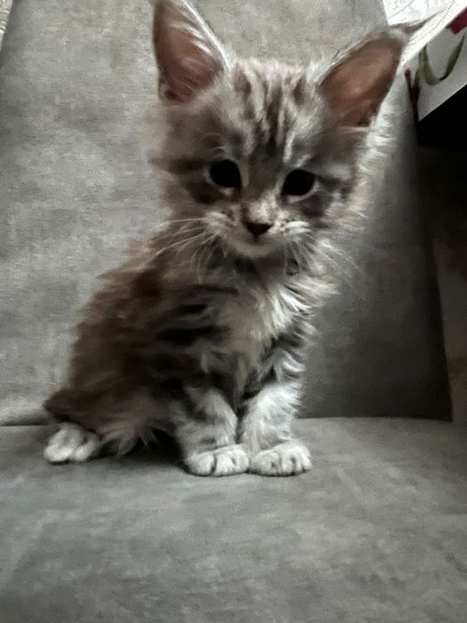 Котята Мейн-Кун!!!
