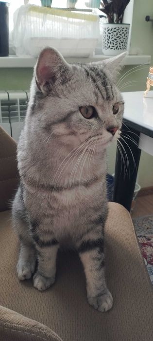 Продаётся кот Риччи