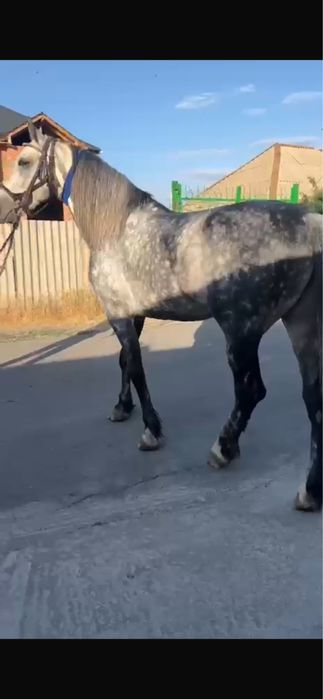 Орловский Жерыбец для случки