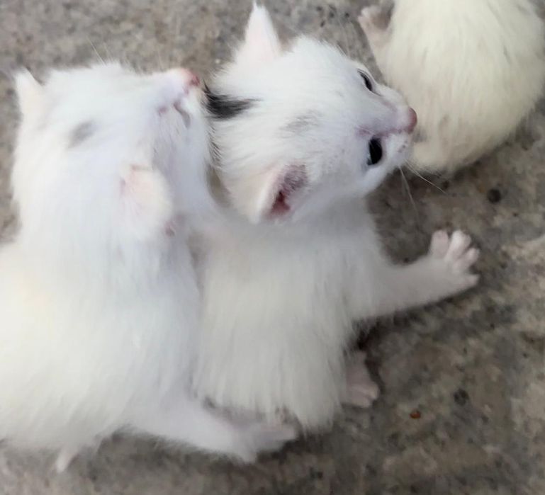 Котята отдам бесплатно