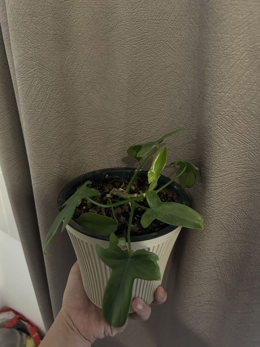 Продам Комнатные  цветы