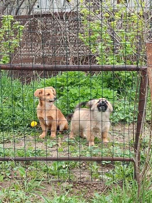 Отдам 3-месячных щенят