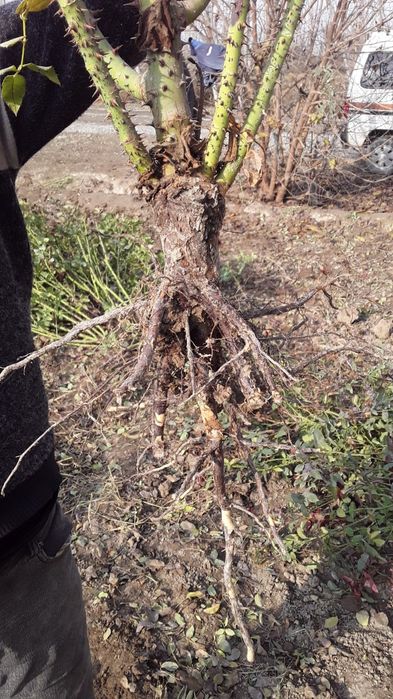 Ishonchli atirgullar bor yetkazib berish hizmatlari mavjud