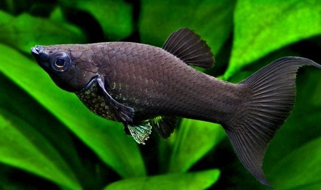 Аквариумная рыбка моль моллинезия
